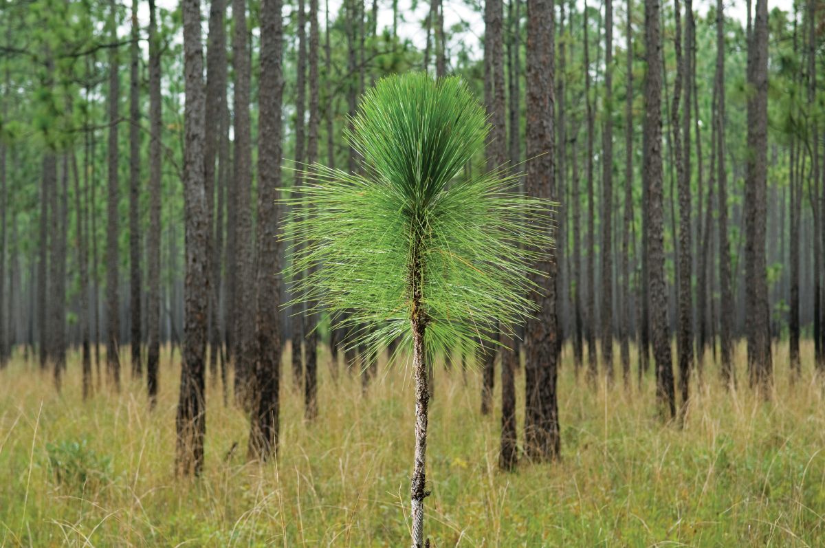 Longleaf Pine | “On the Trails” with Emily