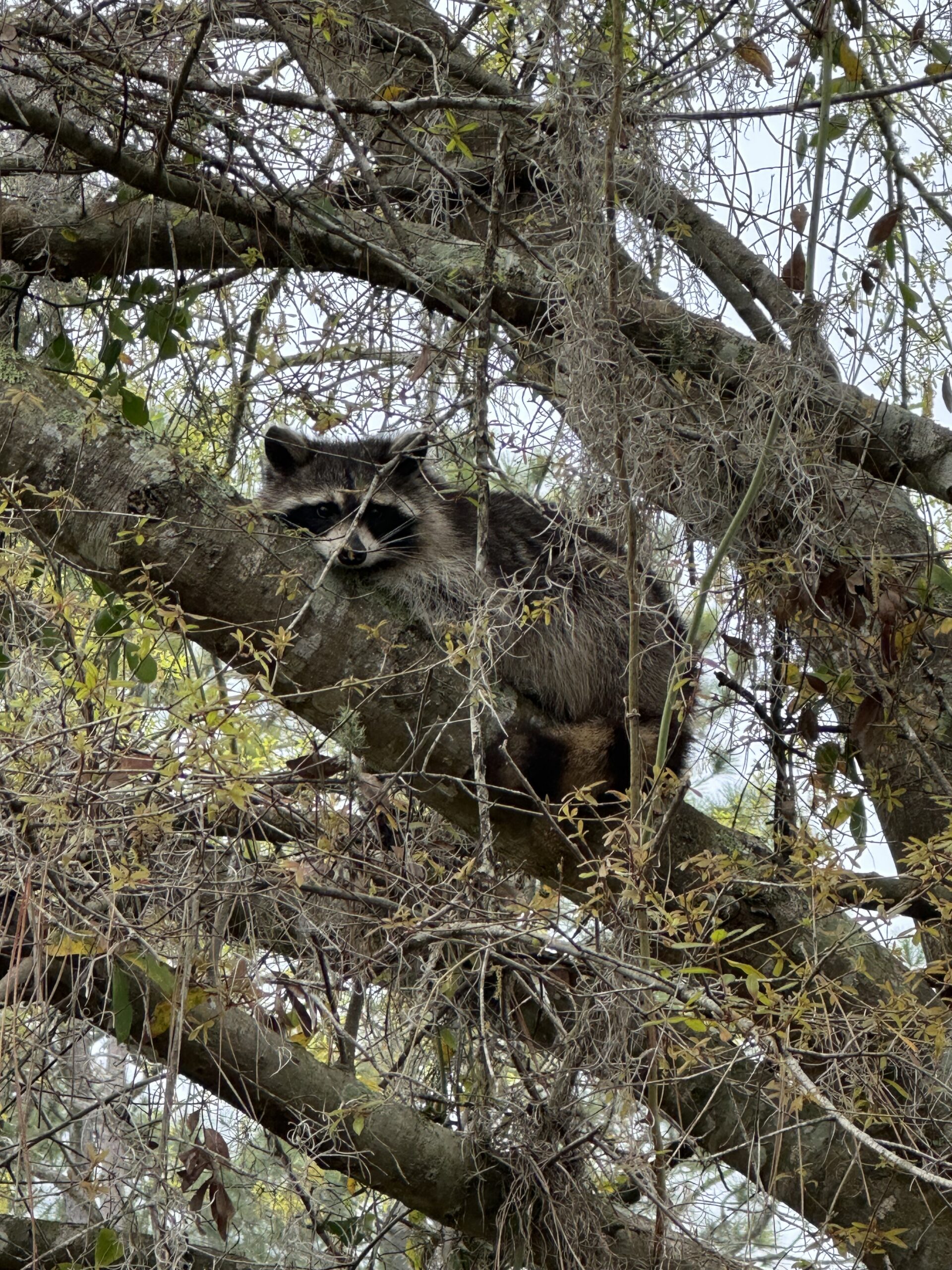 Raccoon | “On the Trails” with Emily