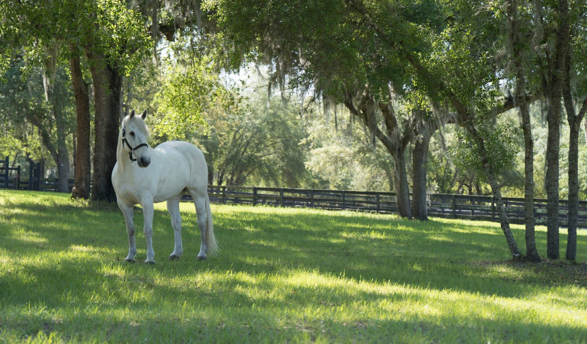 10 Horse Wedding Ideas for a Unique Celebration in Florida