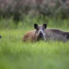 Florida Wild Hogs
