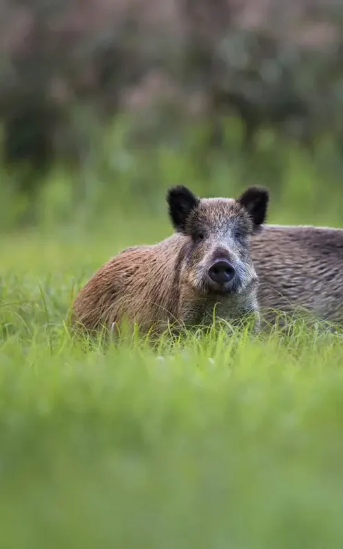 Florida Wild Hogs