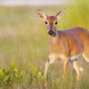 white-tailed deer