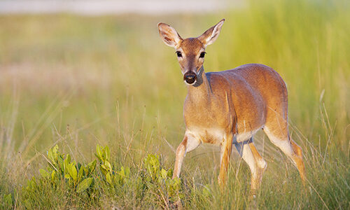 white-tailed deer