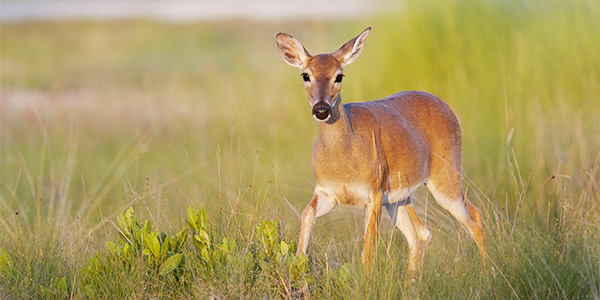 White-Tailed Deer | “On the Trails” with Emily