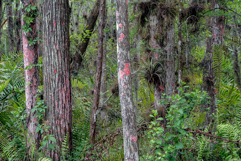 Christmas Lichen | “On the Trails” with Emily