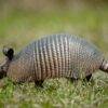 9 banded armadillo