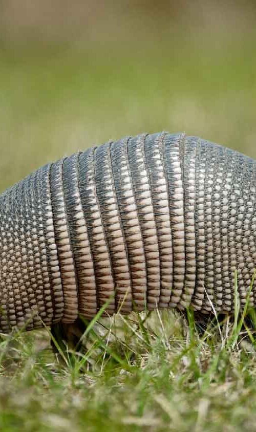 9 banded armadillo