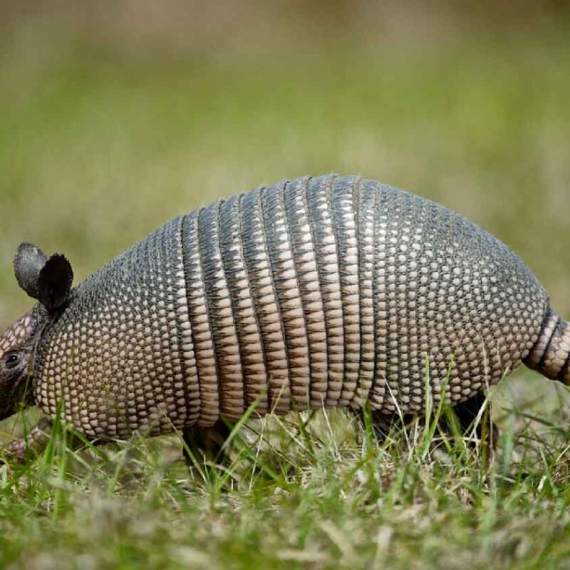 9 banded armadillo