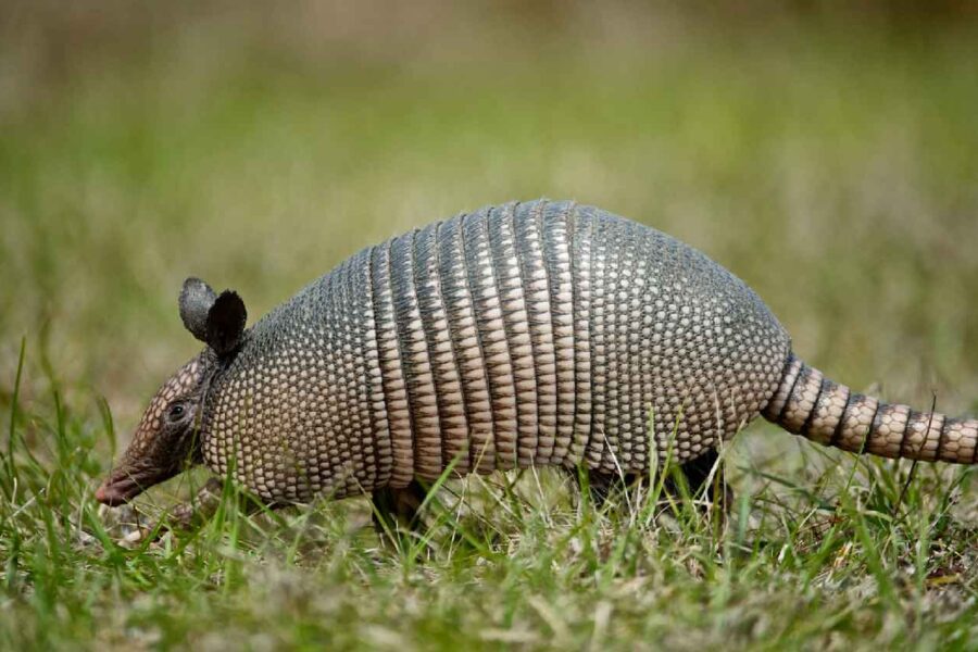 9 banded armadillo