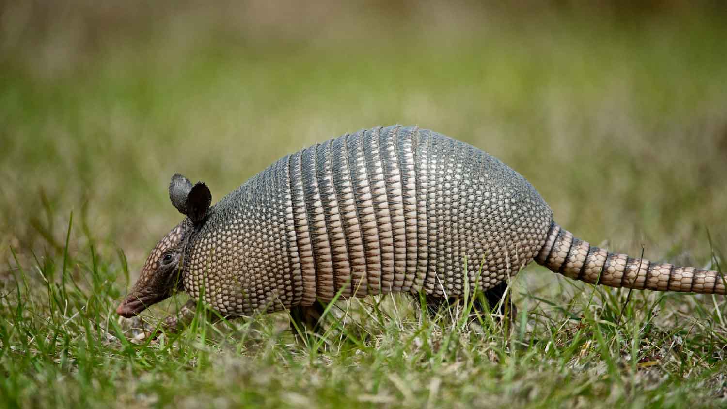 9 banded armadillo