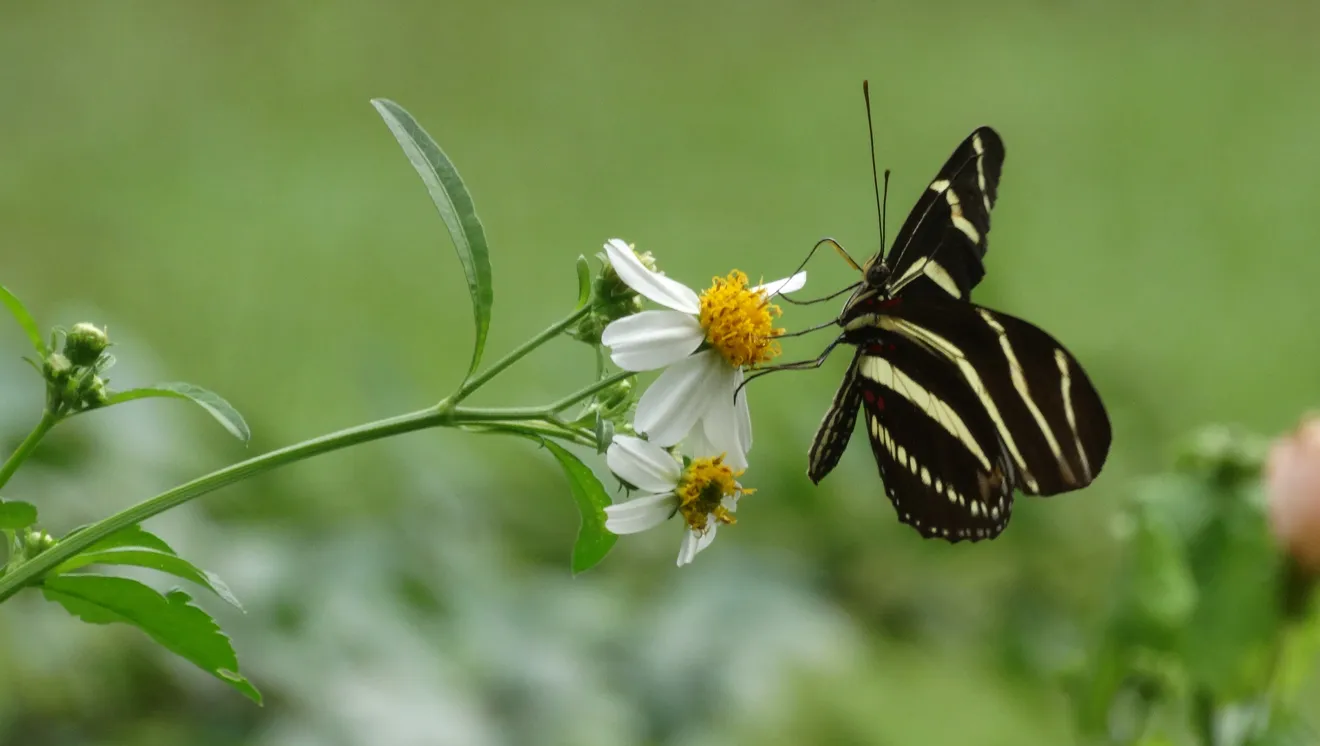 Zebra Longwing Butterfly | “On the Trails” with Emily