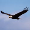 Bald Eagle flying