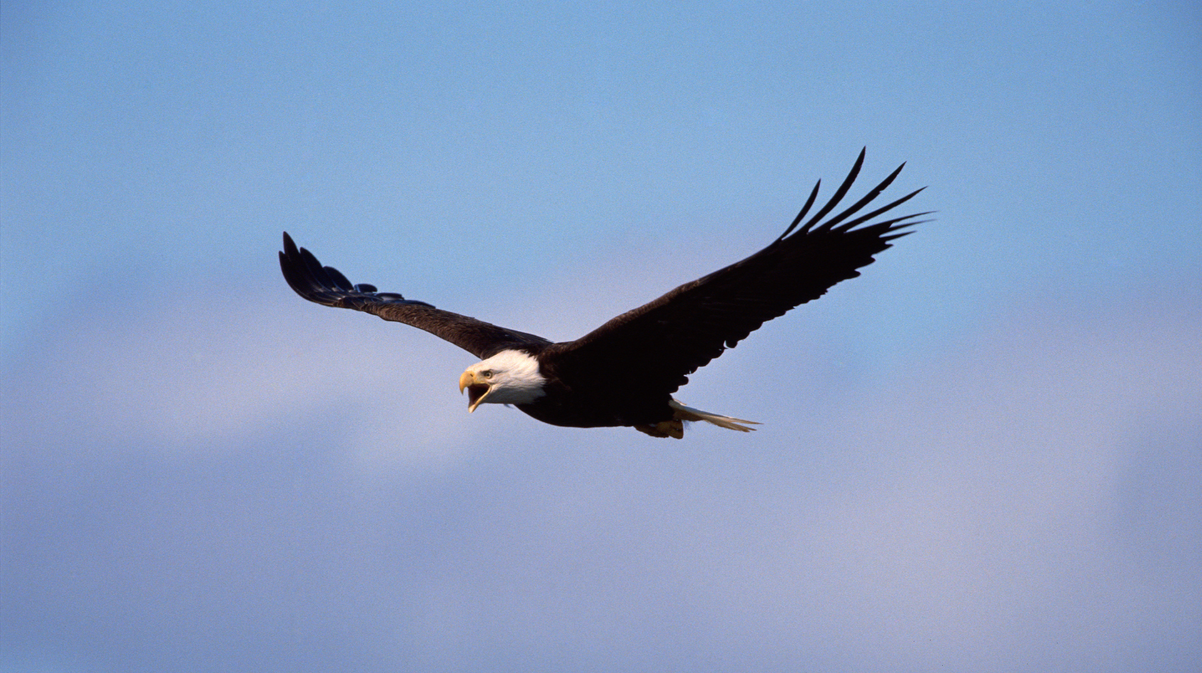 Bald Eagle flying