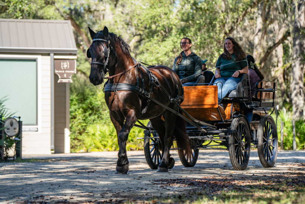 carriage ride at Black Prong Resort carriage ride