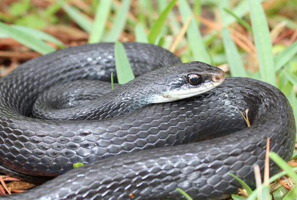 Southern nonvenomous black racer snake