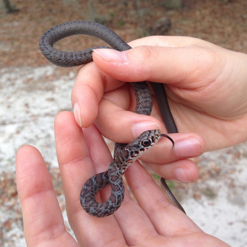 Southern Black Racer baby in Florida