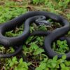 adult southern racer black snake in Florida