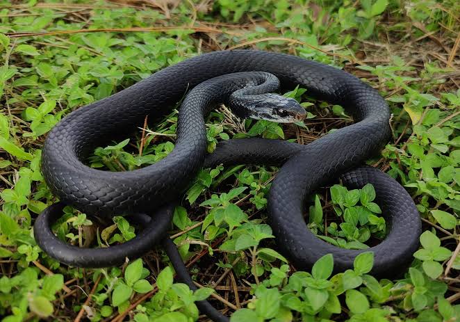 adult southern racer black snake in Florida